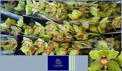 Cymbidium Melissa 60cm
