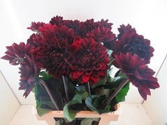 Dahlia Manoa 65cm