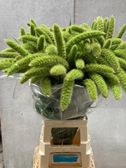Setaria Italica Green Pearl 80cm