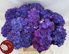 Hydrangea Rodeo Purple 65cm 12-14cm Hd