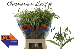 Chasmanthium Latifolium 70cm