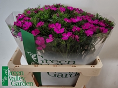 Dianthus Barb Neon Purple 52cm