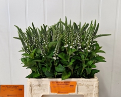 Lysimachia Elisabeth 70cm