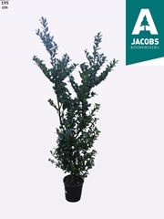 Ilex Blue Prince 27Ø 195cm
