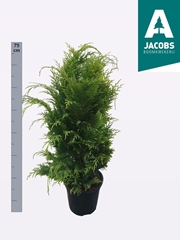 Chamaecyparis Stardust 21Ø 55cm