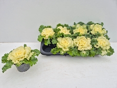 Brassica Oleracea 12Ø 15cm