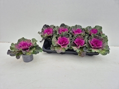 Brassica Oleracea 12Ø 15cm