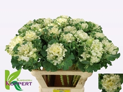 Brassica Crane Ruffle White 80cm