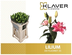 Lily Oriental Double Double Dutch Fluoriet 80cm 3+