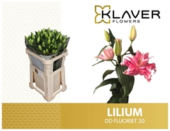 Lily Oriental Double Double Dutch Fluoriet 75cm 2+