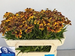 Helenium Zonnedam 65cm