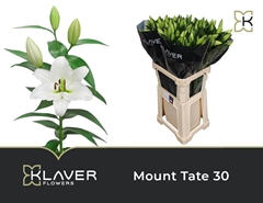 Lily Oriental Mount Tate 90cm 3+