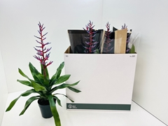 Aechmea Blue Rain 15Ø 70cm