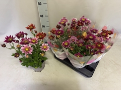 Chrysanthemum Mix 15Ø 38cm