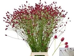 Sanguisorba Officinalis Arnhem 100cm