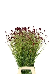 Sanguisorba Officinalis 90cm