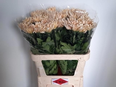 Chrysanth Single Avignon Champa 80cm 75gr.