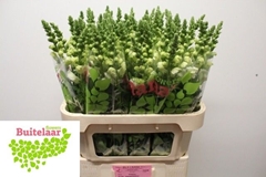Antirrhinum Potomac Ivory White 80cm