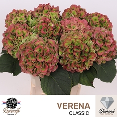 Hydrangea Verena Classic 80cm 20-22cm Hd