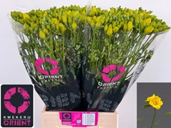 Freesia Double Soleil 50cm 15gr.