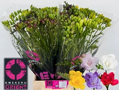 Freesia Double Mix 50cm 15gr.