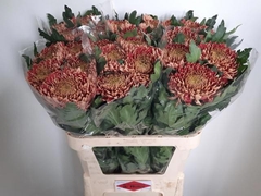 Chrysanth Single Bislet Red 80cm 110gr.