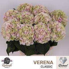 Hydrangea Verena Classic 80cm 19-21cm Hd