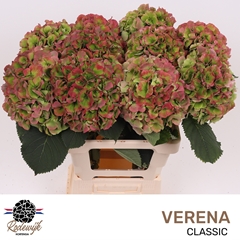 Hydrangea Verena Classic 60cm 17-19cm Hd