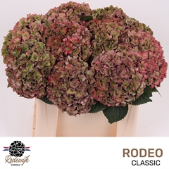 Hydrangea Rodeo Red Classic 50cm 15-17cm Hd