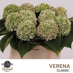 Hydrangea Verena Classic 50cm 15-17cm Hd