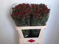 Chrysanth Santini Tammy Red 80cm 60gr.