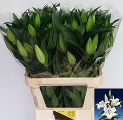 Lily Oriental Zambesi 90cm 4+