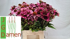 Echinacea Purpurea 50cm