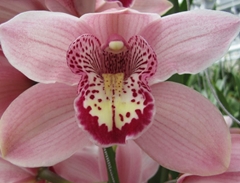 Cymbidium Kady 80cm
