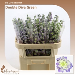 Delphinium Double Diva Green 70cm