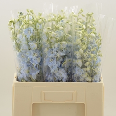 Delphinium Double Dewi Boy 60cm