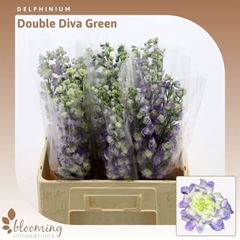 Delphinium Double Diva Green 60cm