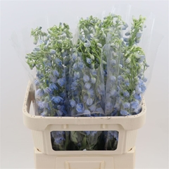 Delphinium Single Sky Waltz 90cm