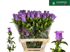 Campanula Champion Lilac 70cm