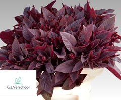 Amaranthus Cruentus Velvet 70cm