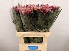 Chrysanth Single Tula Sharletta 80cm 90gr.