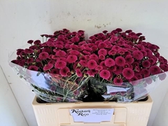 Chrysanth Santini Calimero Dark Pink 50cm 32gr.