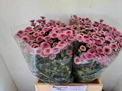 Chrysanth Santini Calimero Pink 40cm 26gr.