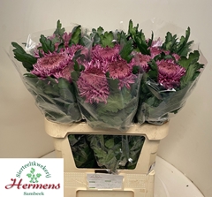 Chrysanth Single Hornbill Dark 80cm 140gr.