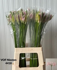 Nerine Berenice 70cm