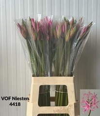 Amarine Belladiva Smilla 70cm