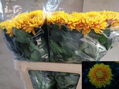 Chr G Jayz 80cm 130gr.