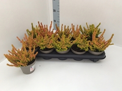 Calluna Garden Girls Sunset-Girls Mix 11Ø 20cm