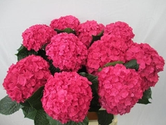 Hydrangea Royal Anastasia Pink 80cm 14-16cm Hd