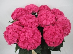 Hydrangea Royal Anastasia Pink 60cm 12-14cm Hd